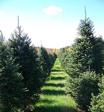 a row of trees at bakersfield tree farm vermont